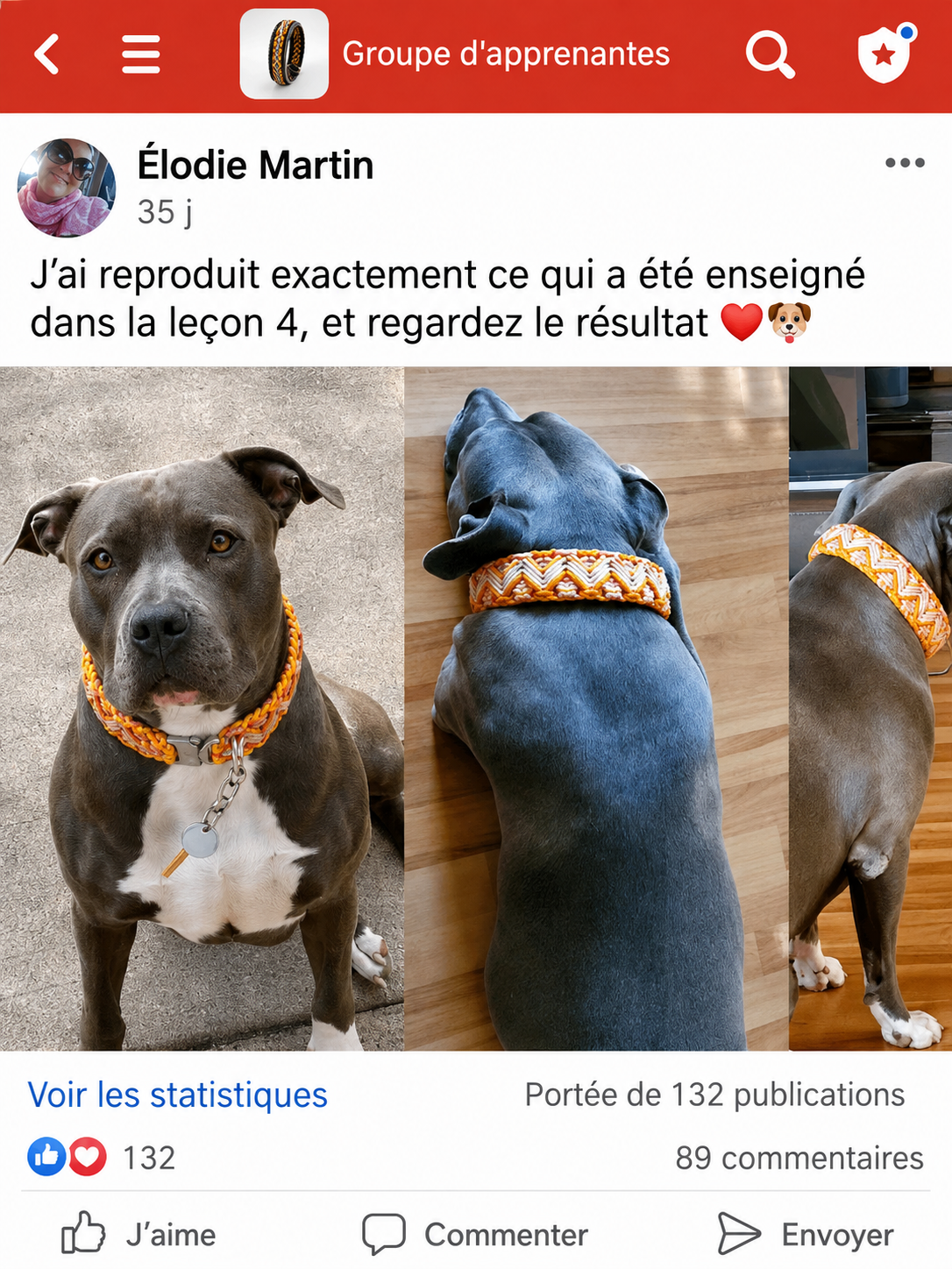 Depoimento de aluna — cachorro cinza com coleira laranja trançada